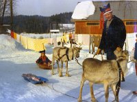 Imppilan porot  Poroisäntänä Pentti Ahlsted